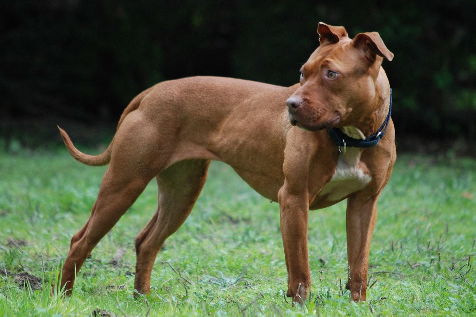 Amerikai pit bullterrier