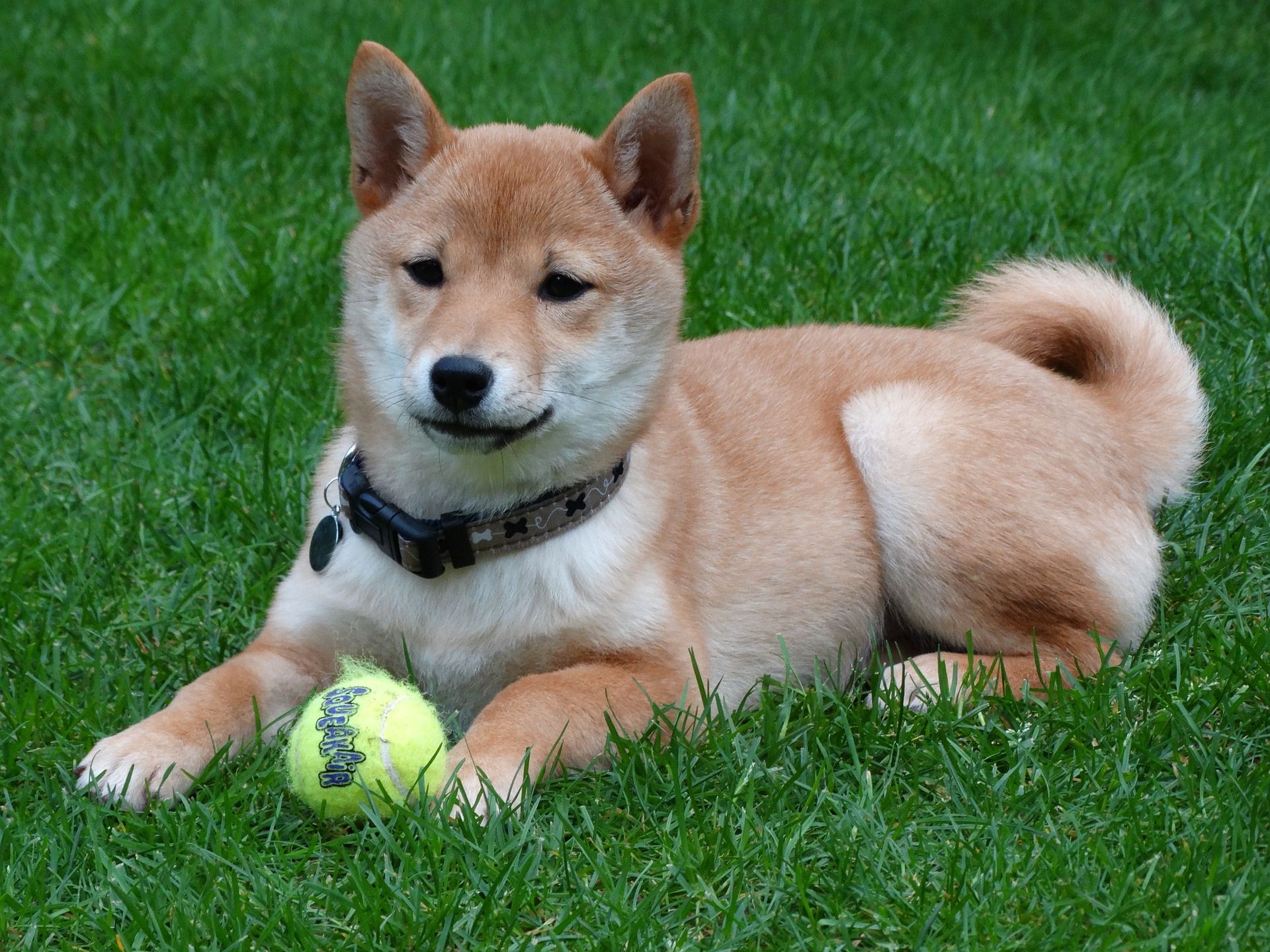 Shiba inu