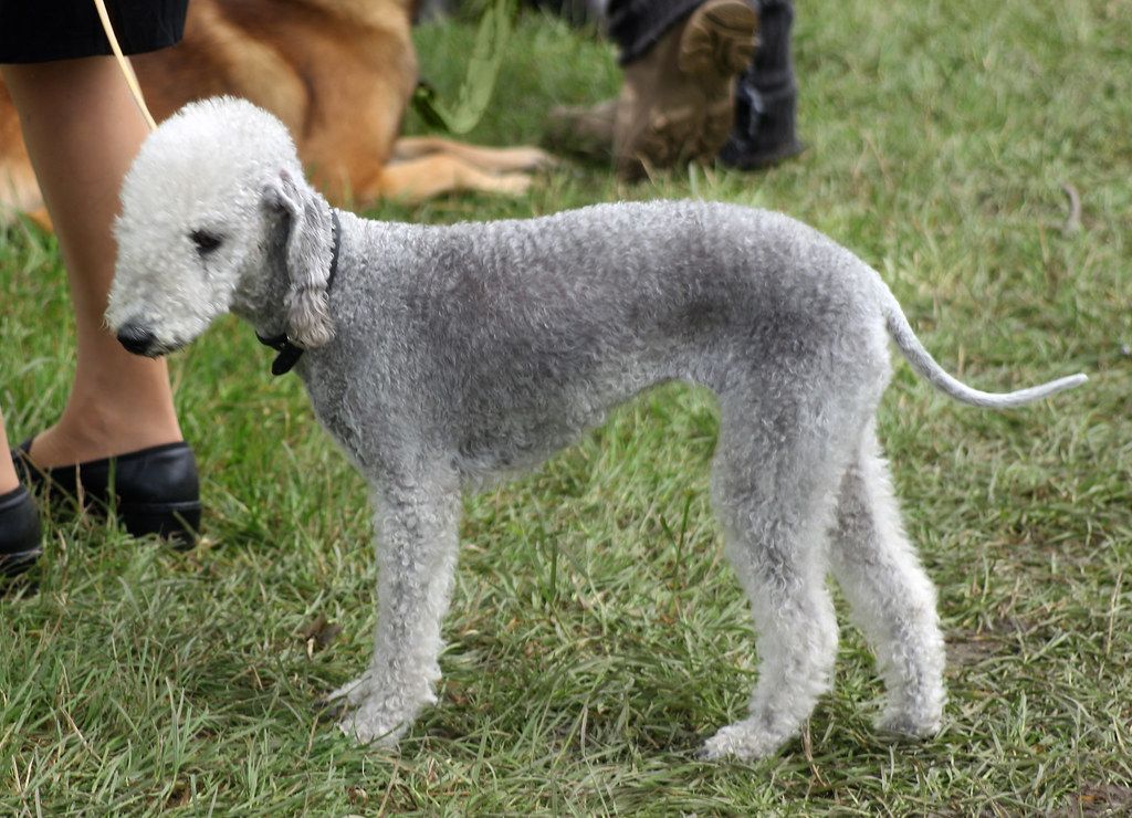 Bedlington terrier