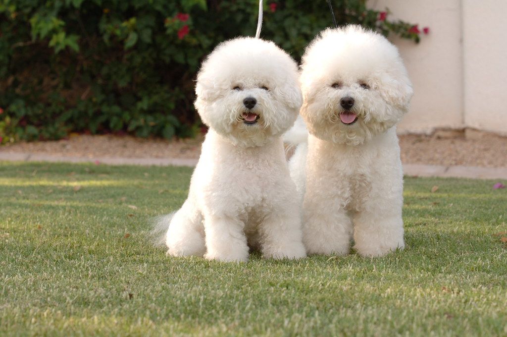 Bichon Frise