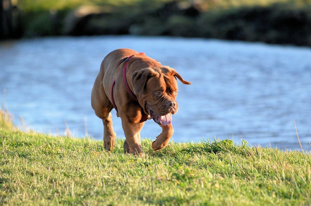 Bordeauxi dog