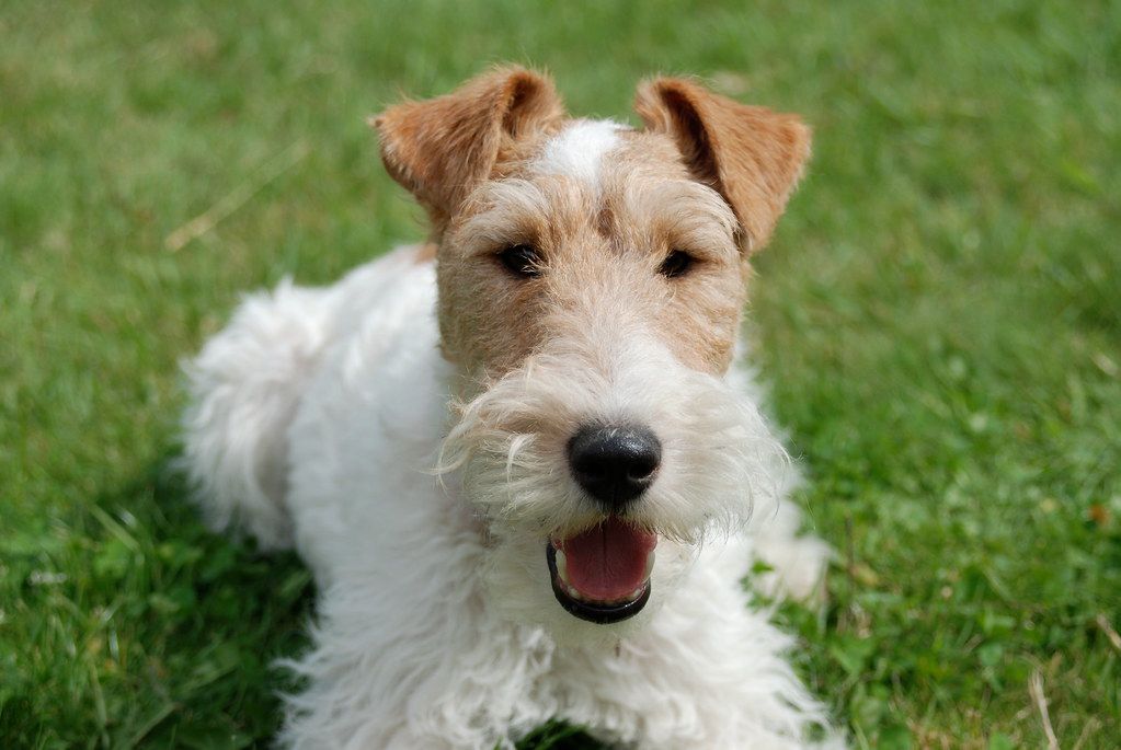 Drótszőrű foxterrier