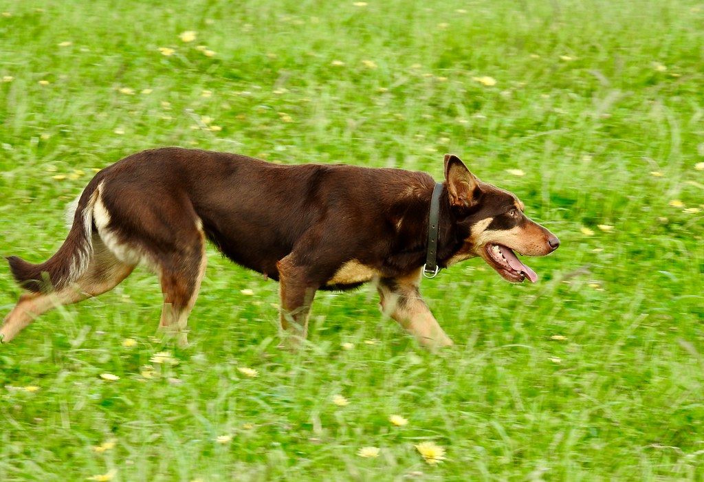 Ausztrál kelpie