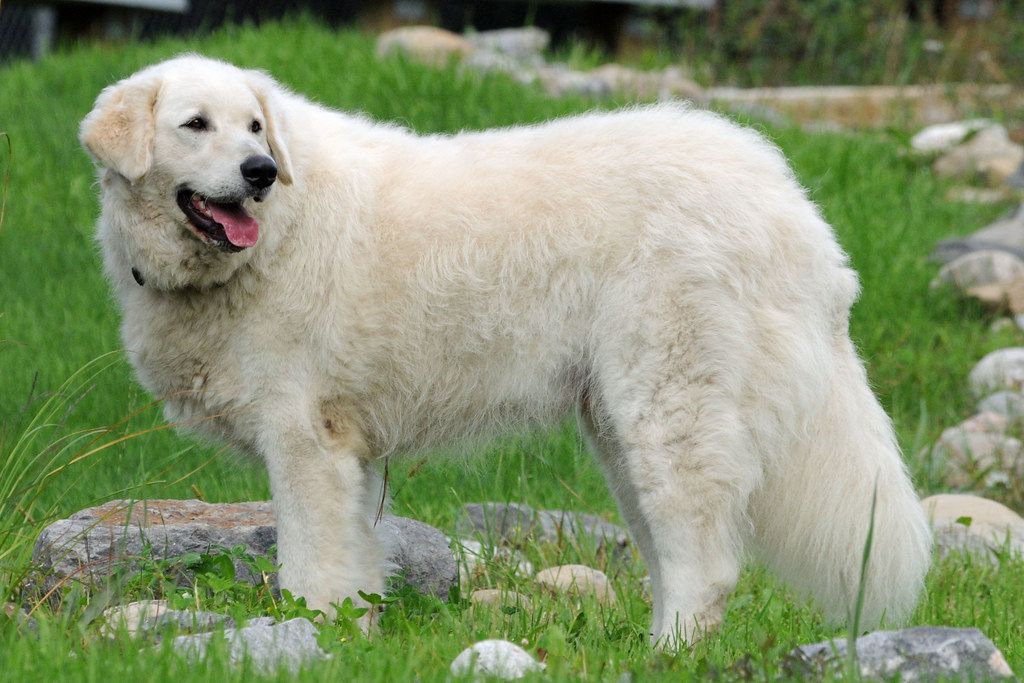 Kuvasz