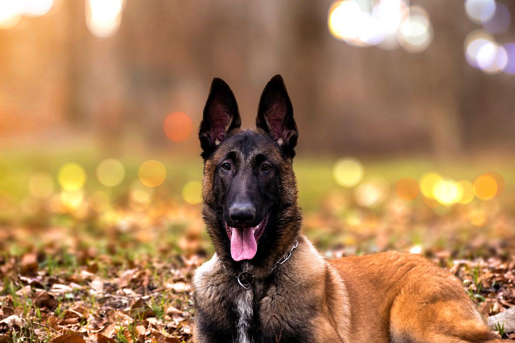 Malinois