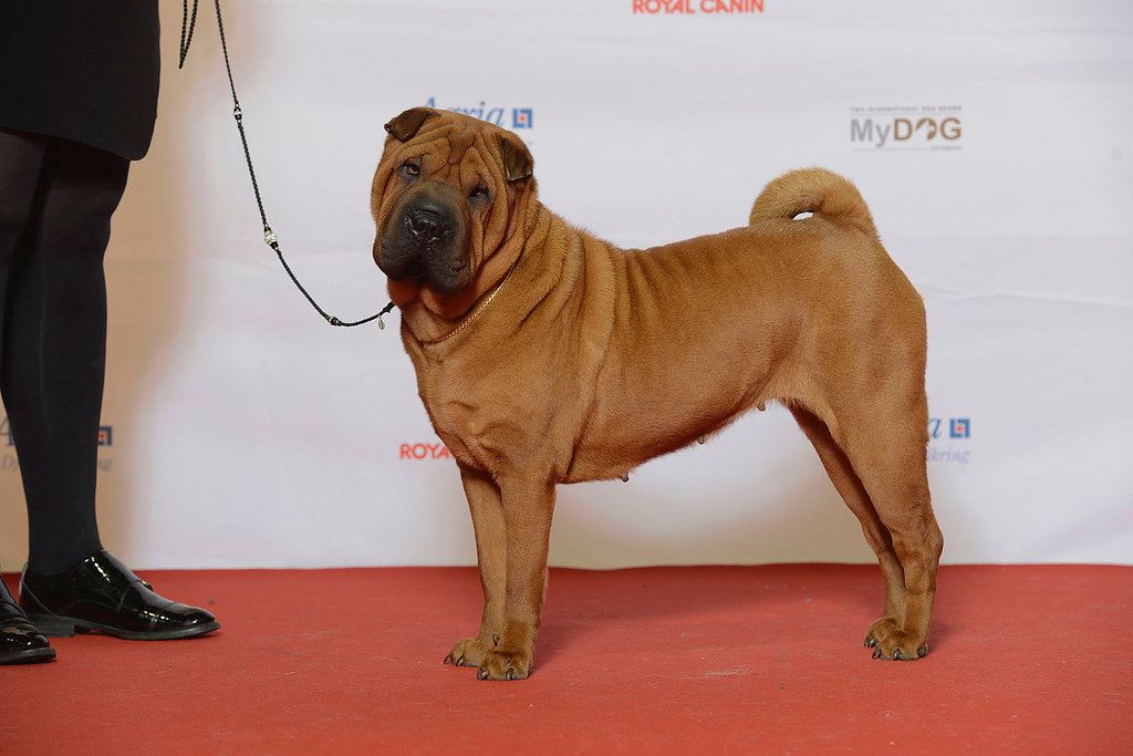 Shar pei