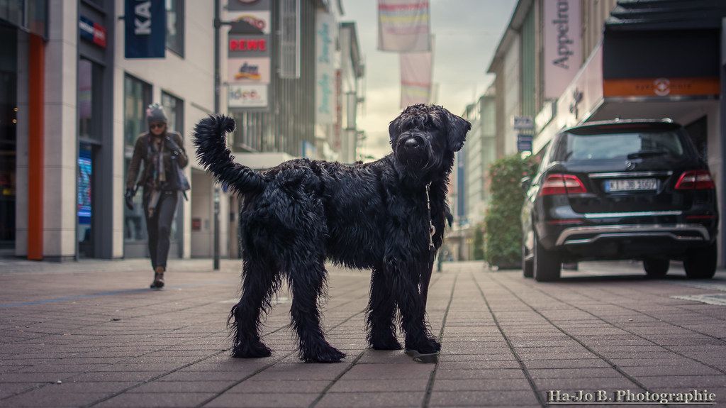 Óriás schnauzer