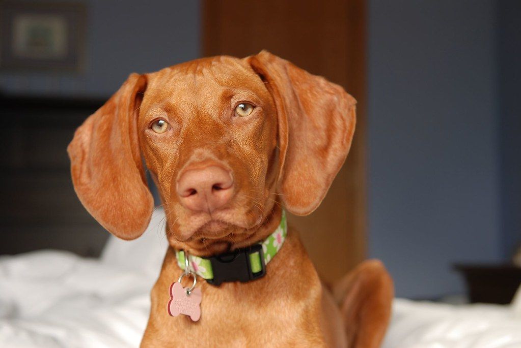 Rövidszőrű magyar vizsla