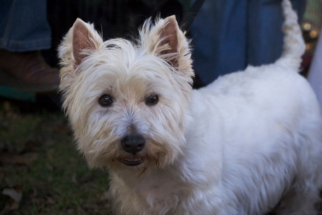 West Highland White Terrier