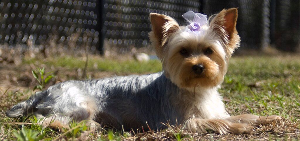 Yorkshire terrier