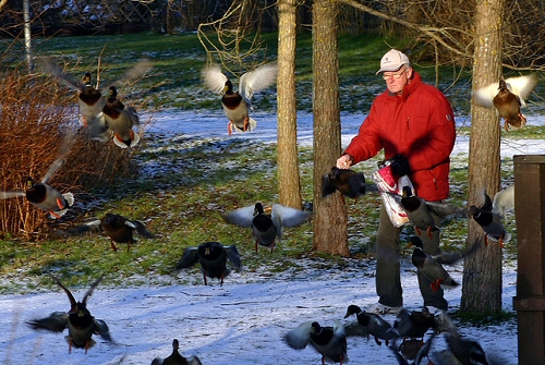 Madárbarát karácsony az Állatkertben