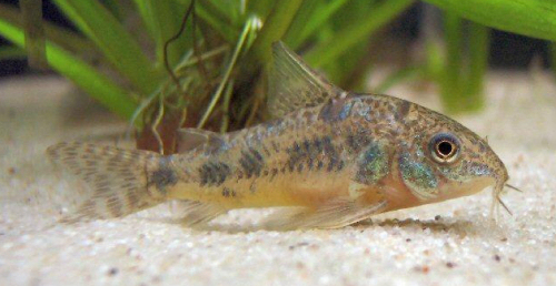 Akváriumi harcsák: Corydorasok