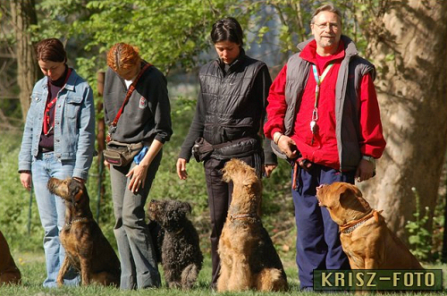 Problémás a kutyád? A tükör módszer segíthet!