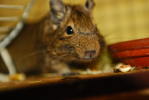 A belevaló kiscsaj szája felszakadt a bunyóban: folytatódnak a degus történetek