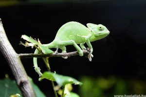 Milyen legyen a terráriumi világítás?