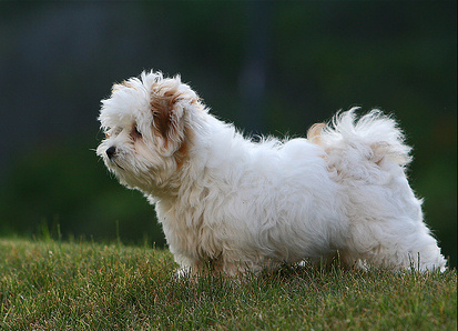 Milyen kutya a coton de tulear?