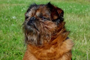 A brüsszeli és belga griffon, brabancon