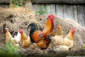 A tarka-barka baromfiudvar: libát, tyúkot meg kakast is?