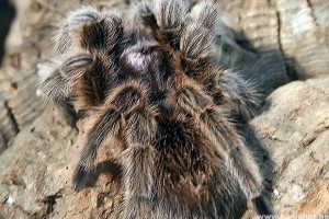 Chilei rózsaszín tarantula, a kezdők pókja