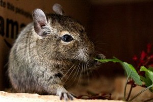 A degu és a cukorbetegség