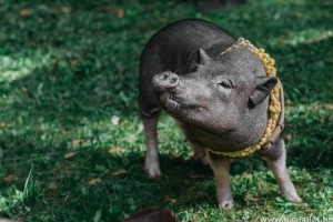 Vietnámi csüngőhasú malac: hogyan kell tartani, etetni?