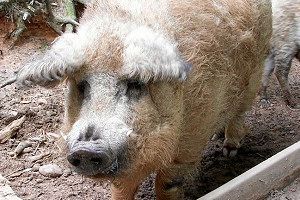 Mangalica: szalámi vagy kedvenc?