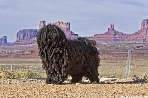 Puli, a magyar pásztorkutya