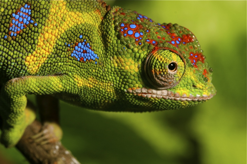 Madagaszkári kis kaméleon (Furcifer minor)