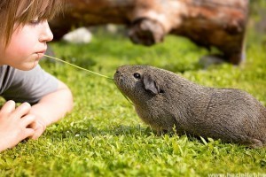 Gyermekbarát kisállatok: hüllő, madár vagy kisemlős?