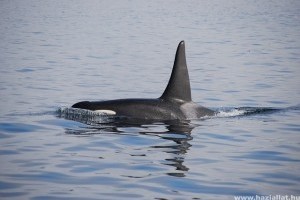 Mit kell tudni a kardszárnyú delfinről