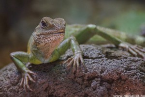 Gyíkok a terráriumban - lakberendezési tippek terraristáknak