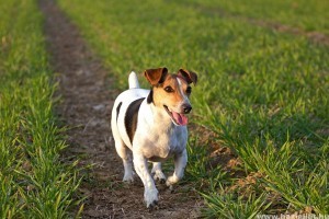 Kiknek ajánlott a jack russel terrier?