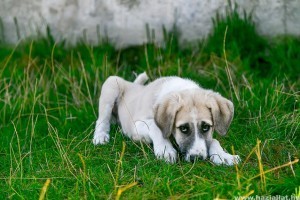 Megfázott a kutyád? A kennel köhögés gyógyítása