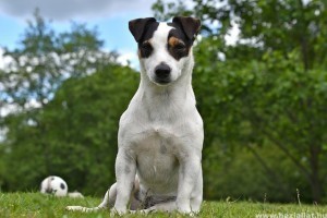 Milyen kutya a jack russell terrierr?