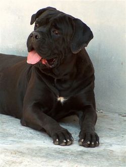 A gyengéd és hűséges Cane Corso ősei gladiátorként harcoltak