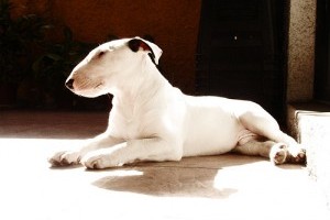 Bullterrier, a családcentrikus gladiátor