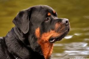 Rottweiler: kitartó, bátor és intelligens kutya