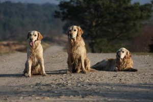 Vizsla, a bűvös vadász