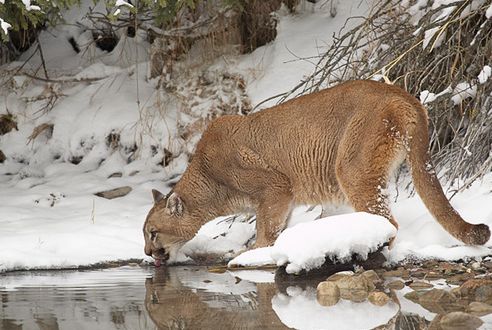 Puma, avagy az amerikai ezüstoroszlán