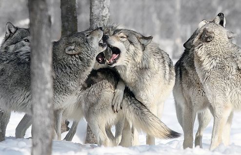 A kutya evolúciója a canis lupus-tól a társasági kutyákig