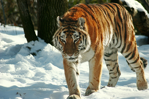 A szibériai tigris (Panthera tigris altaica)