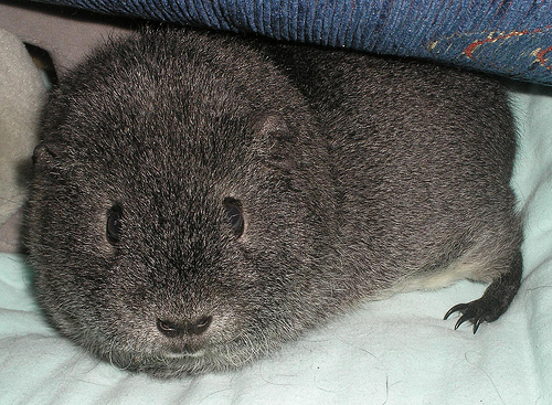 A tengerimalac (Cavia porcellus) gondozása