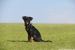 Törpe német pinscher, a dobermann legkisebb testvére