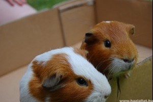 Tények a tengerimalacról (Cavia porcellus)