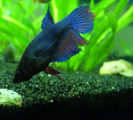 A sziámi harcoshal (Betta splendens)- 2. rész