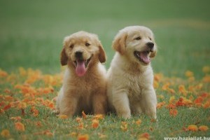 Így készülj egy golden retriever befogadására!