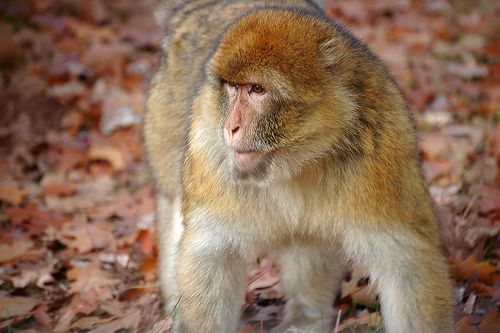 A berber makákó (Macaca sylvanus)