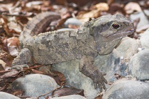 A hidasgyík vagy tuatara (Sphenodon punctatus)