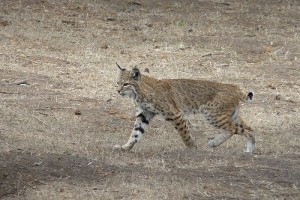 A spanyol hiúz (Lynx pardinus)