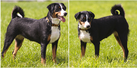 Appenzelli pásztorkutya, Appenzeller sennenhund